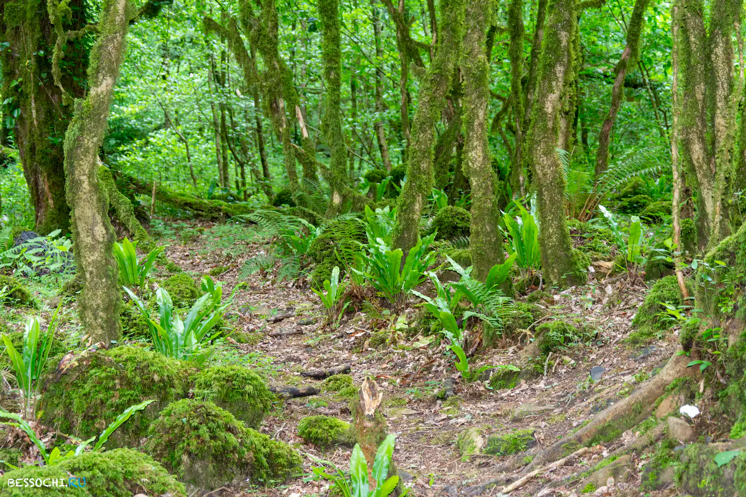 Пластунка ресторан