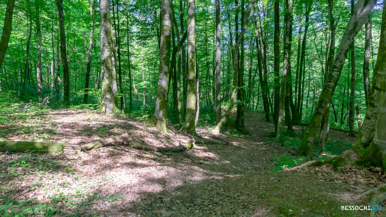 Пластунка ресторан