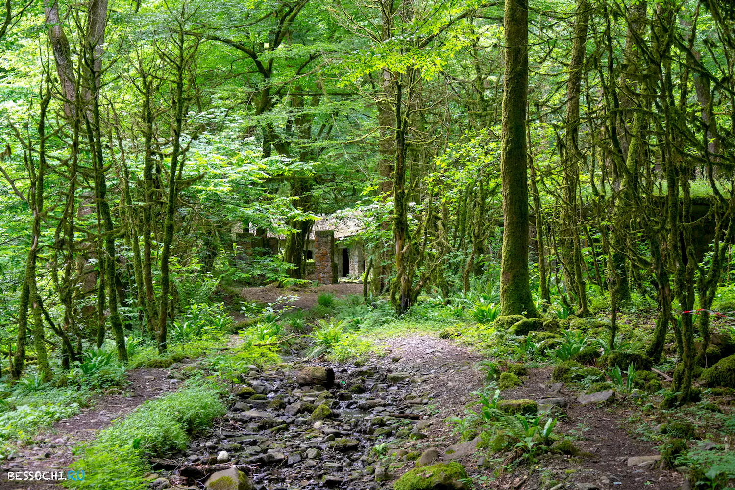 Пластунка ресторан