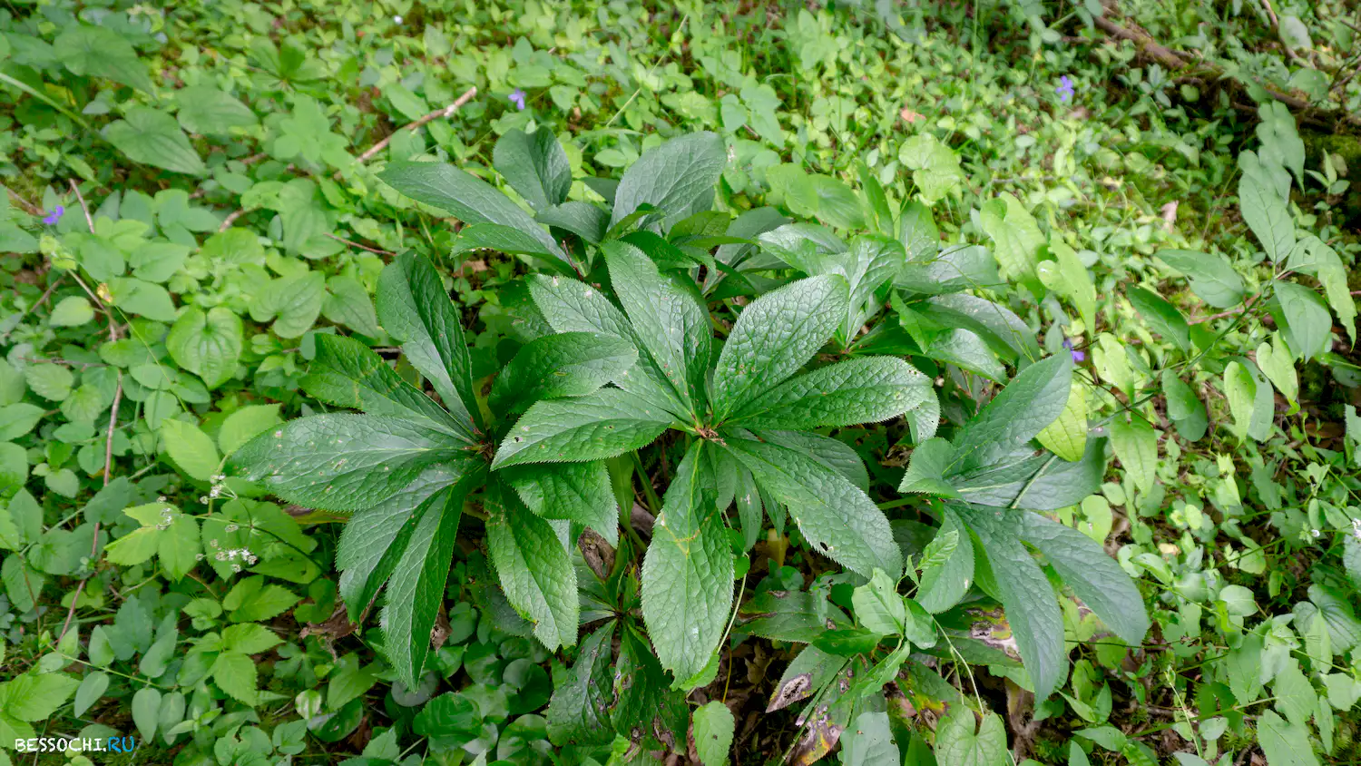 река Кудепста