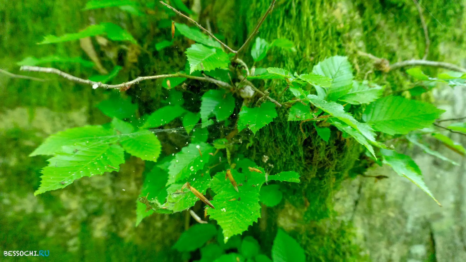 река Кудепста