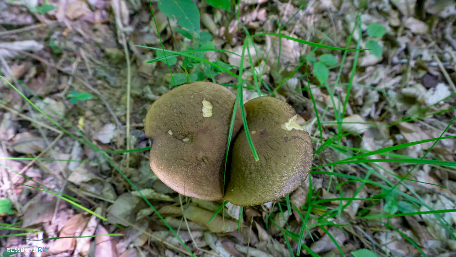 река Кудепста