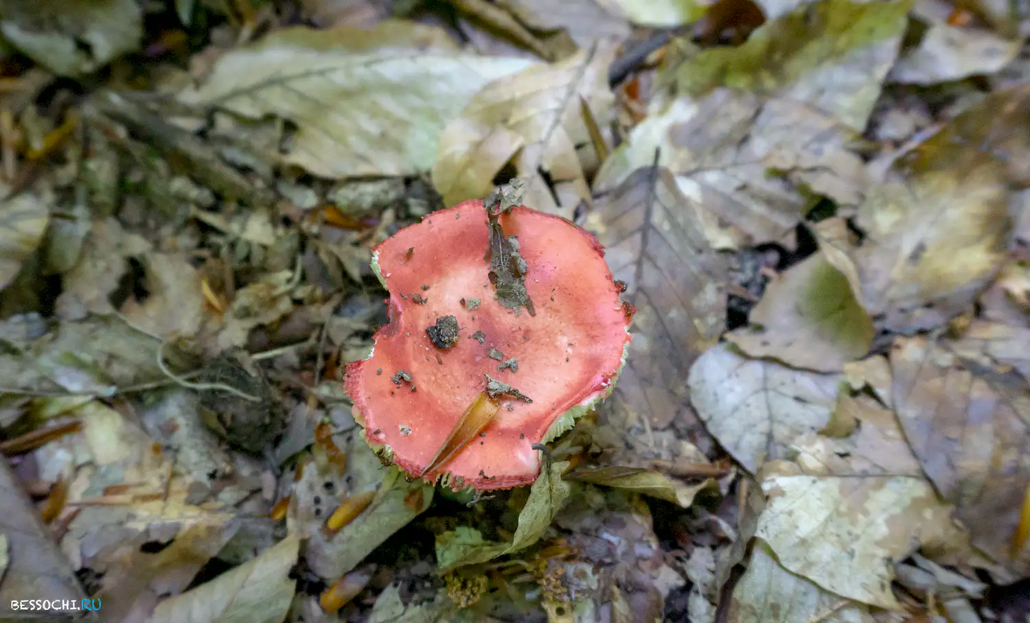 река Кудепста