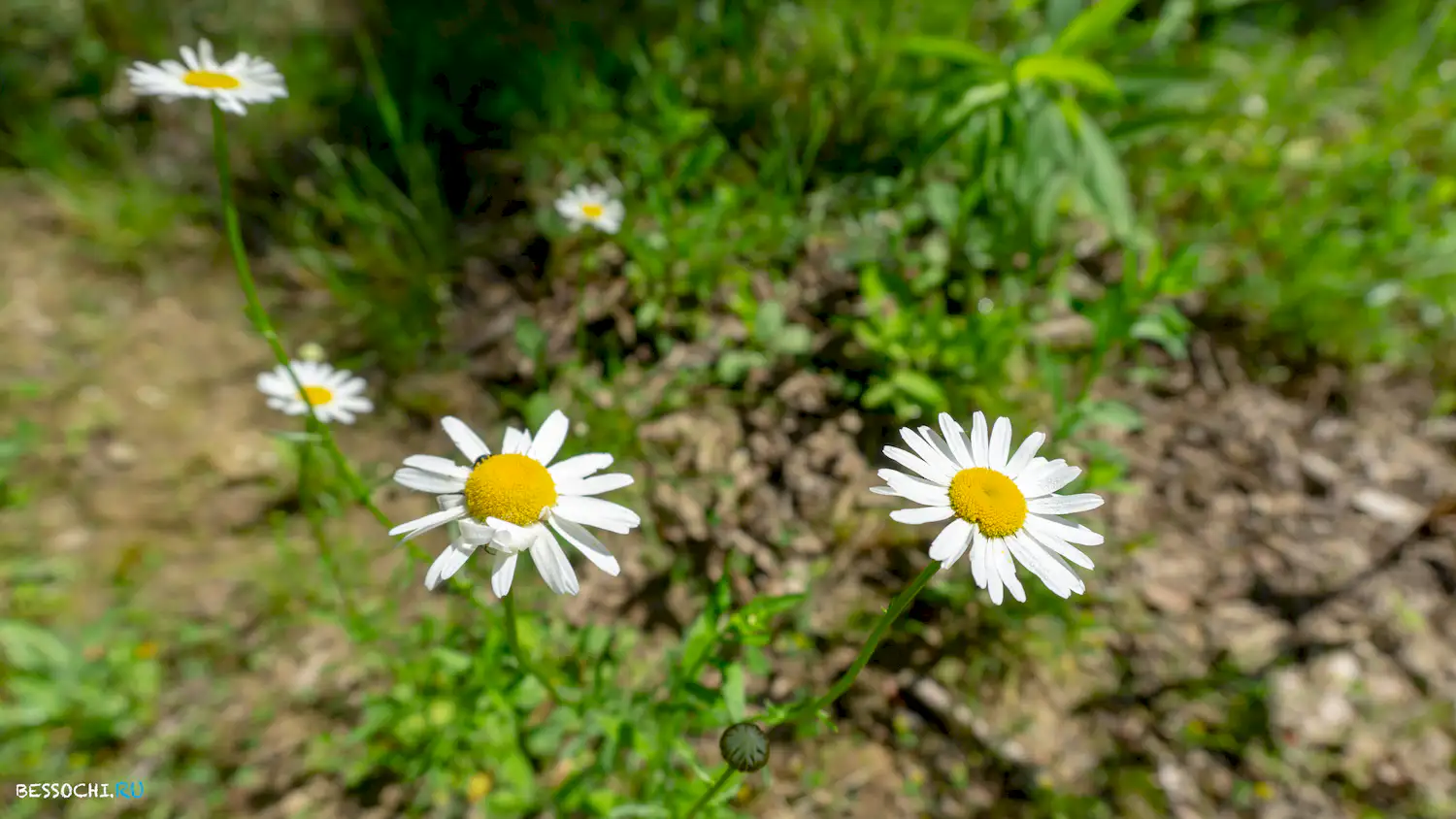 река Кудепста