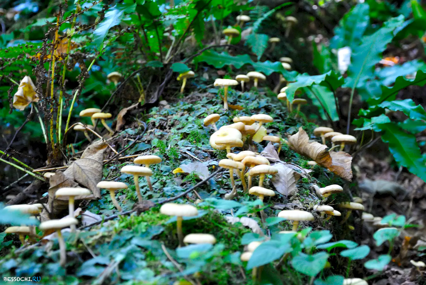 Самшитовый водопад