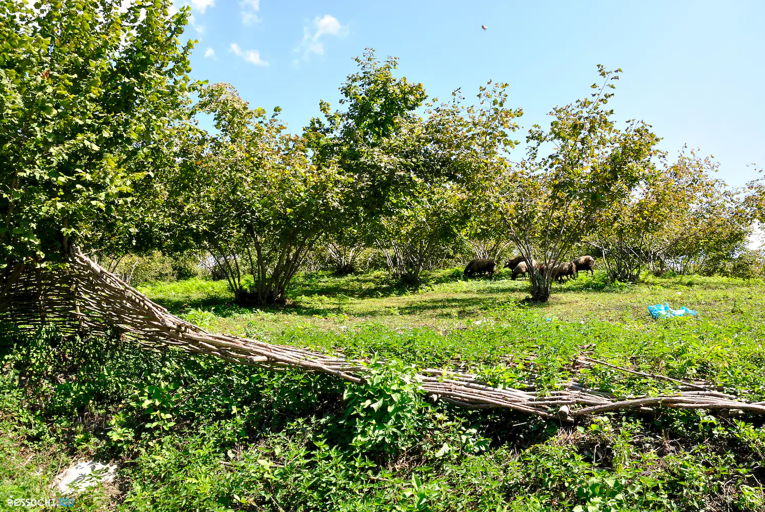 Самшитовый водопад