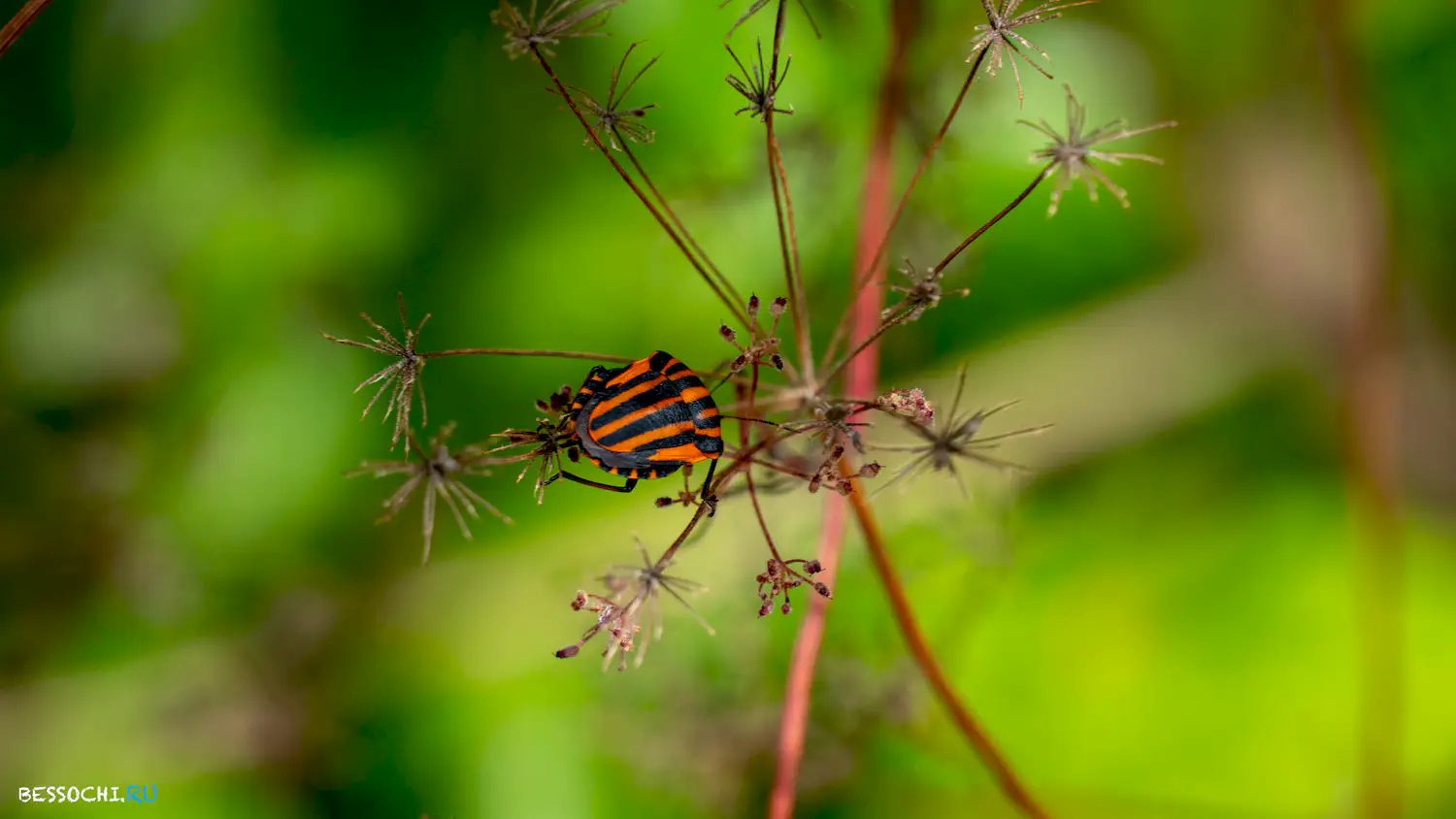 поезд Адлер-Гагра