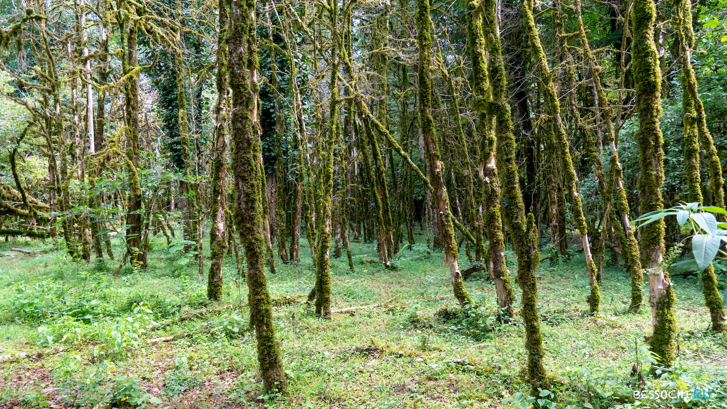 река Кудепста