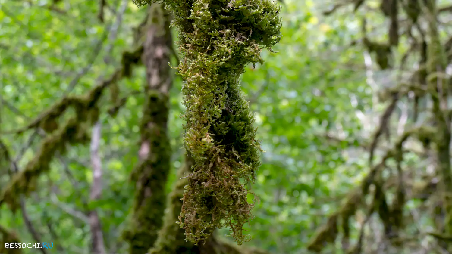 река Кудепста