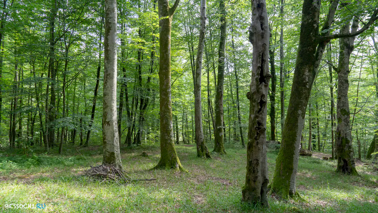 Река Кудепста