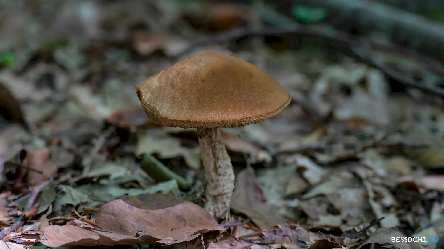 Река Кудепста