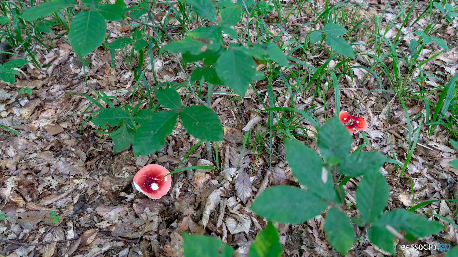 Река Кудепста