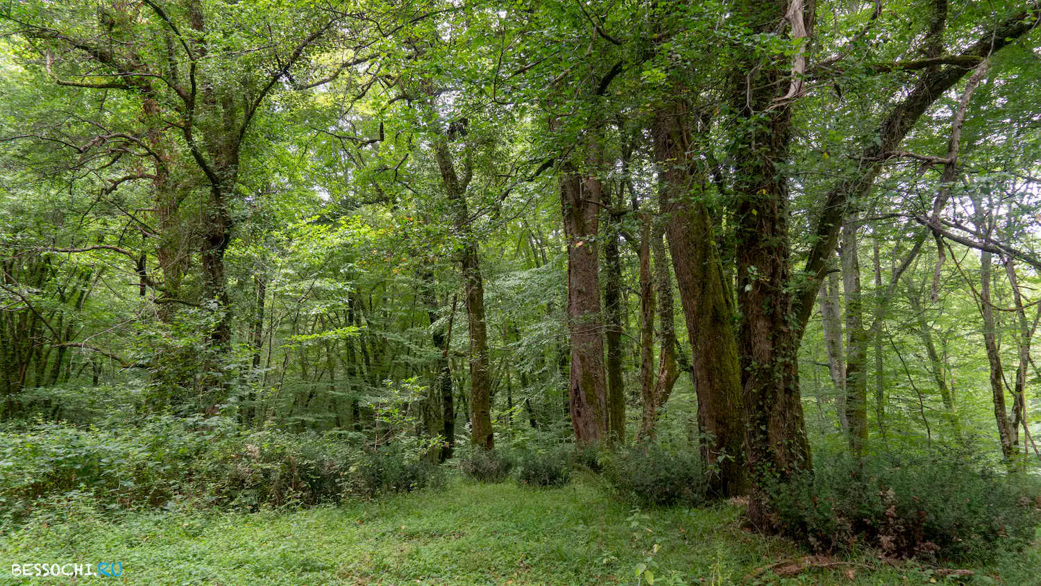 Грушевая поляна