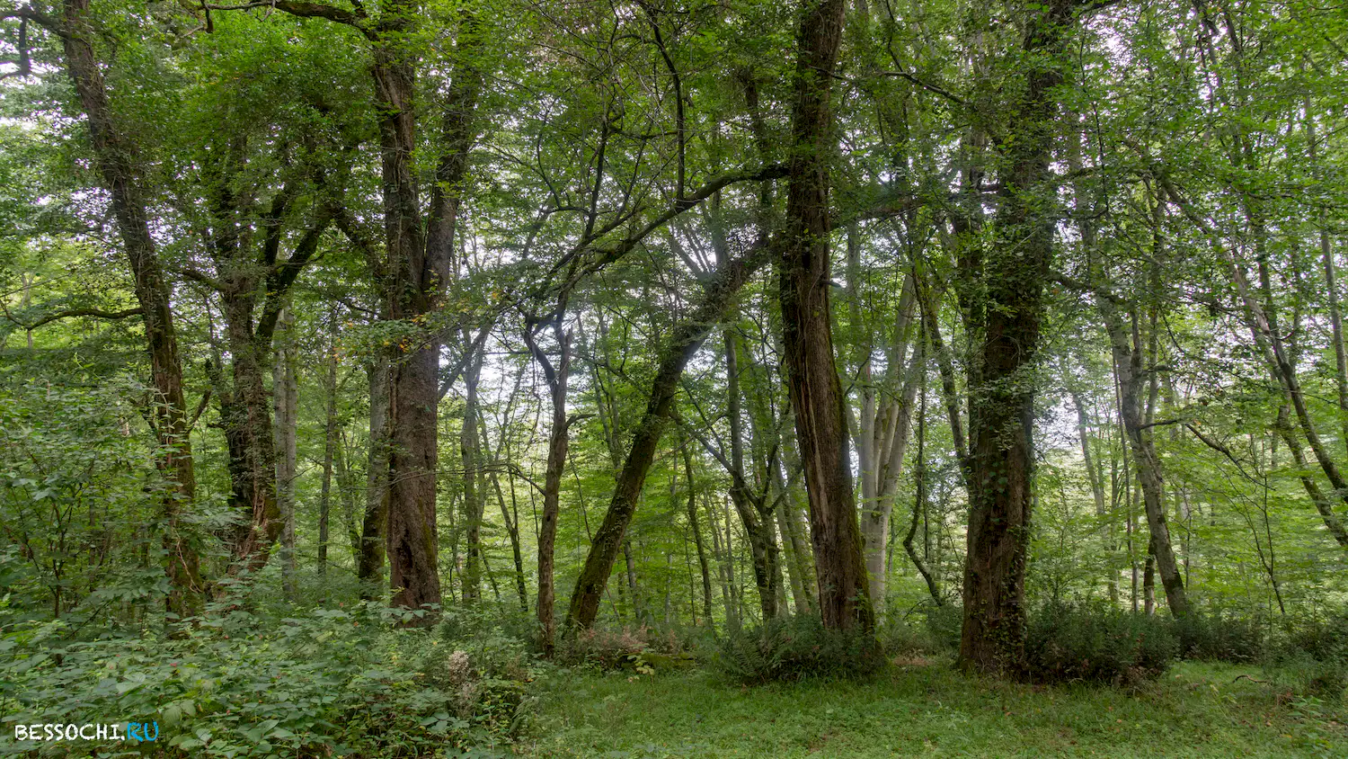 Грушевая поляна