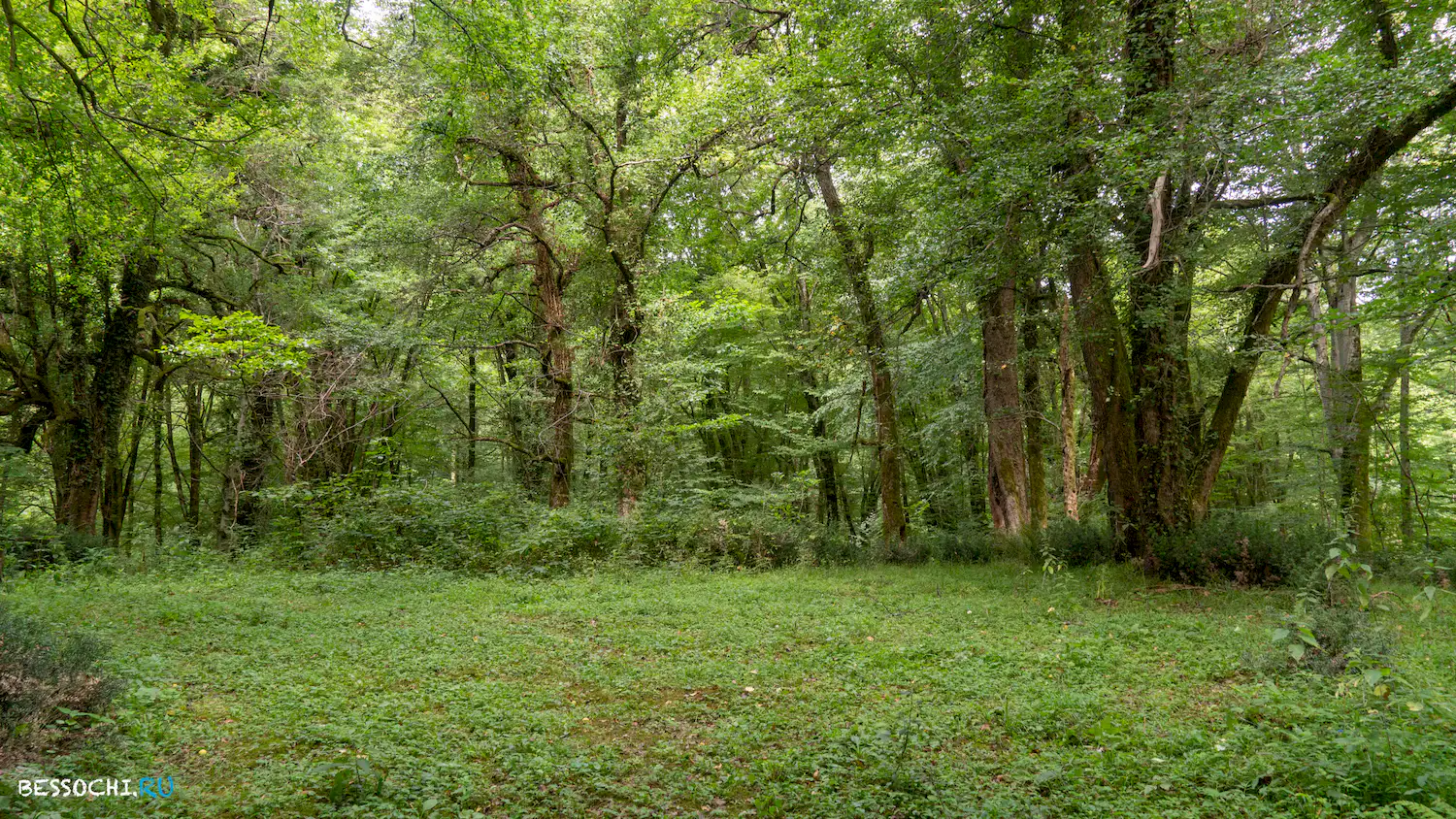 Грушевая поляна