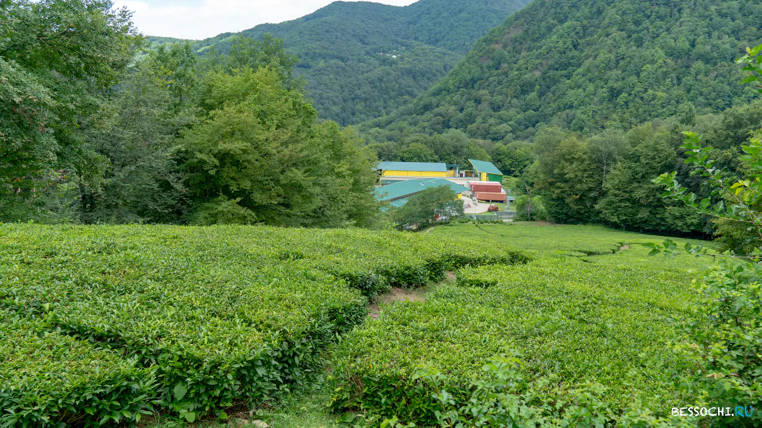 Чайные плантации в Измайловке