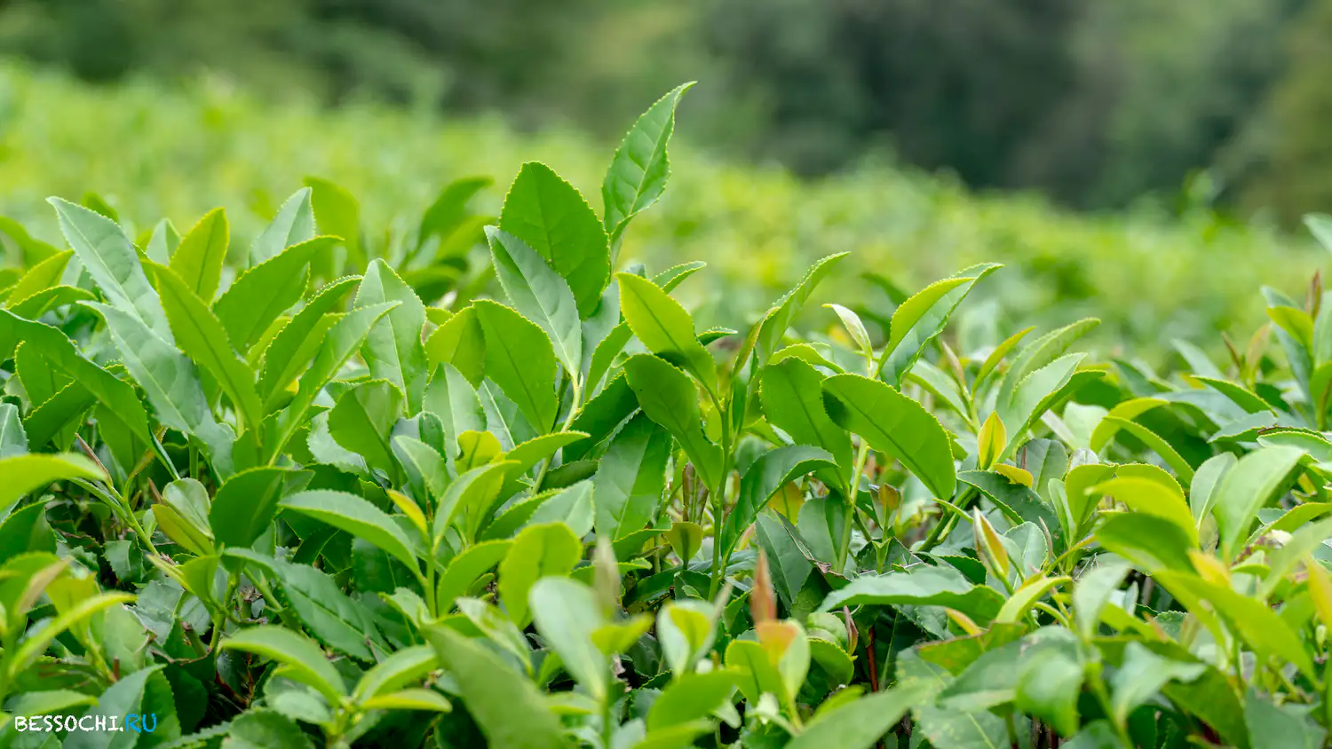 Чайные плантации в Измайловке