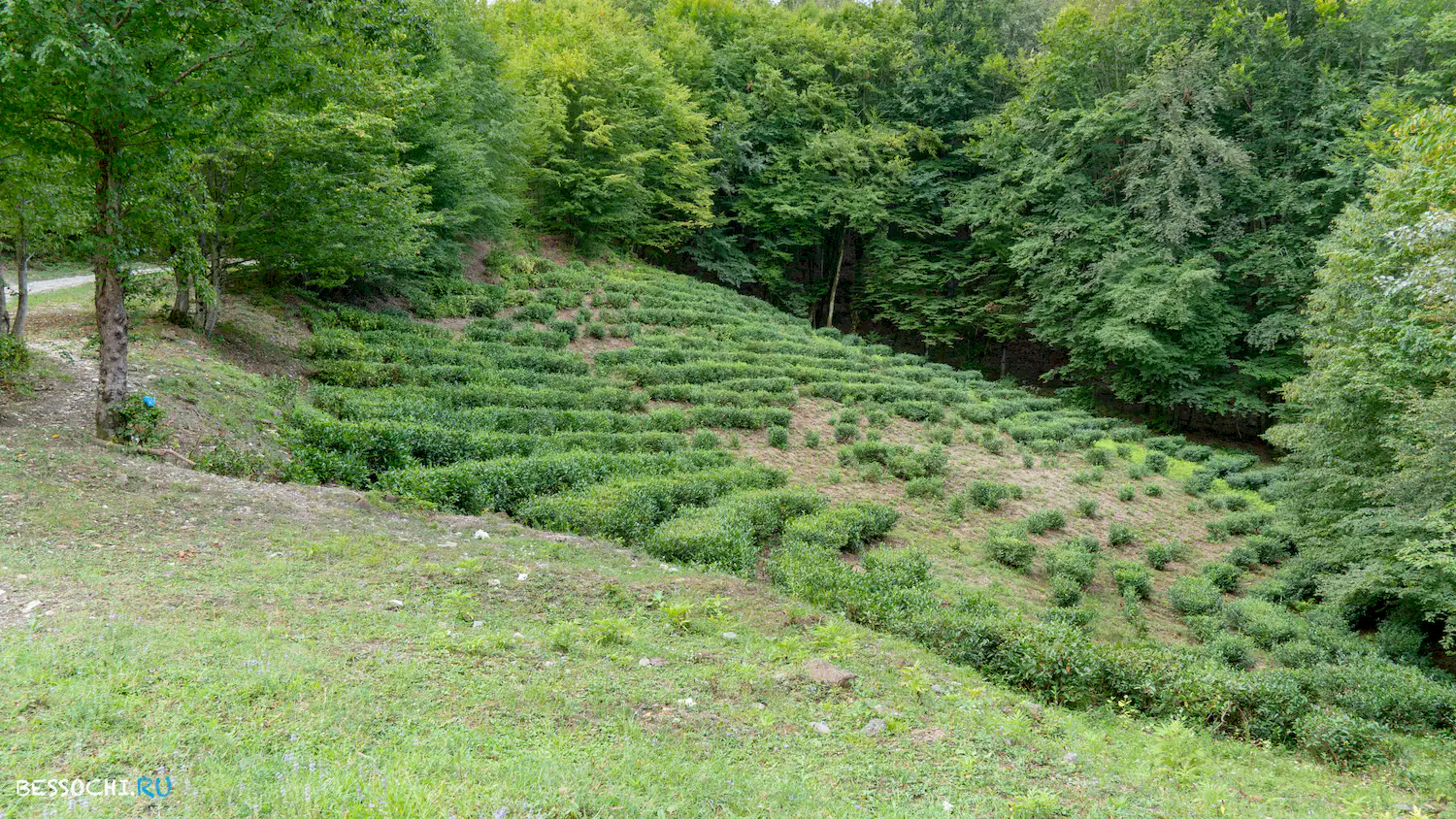 Чайные плантации в Измайловке
