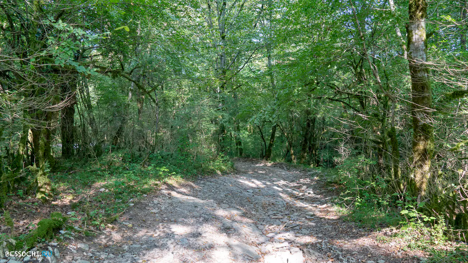 Мосты в Красной воле