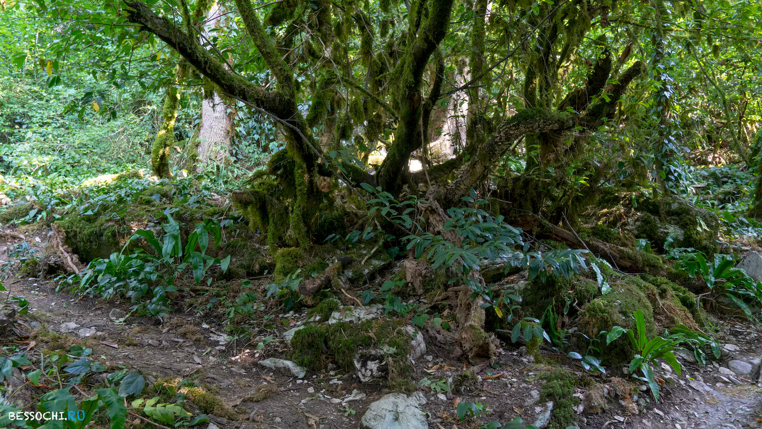 Навалищенский каньон