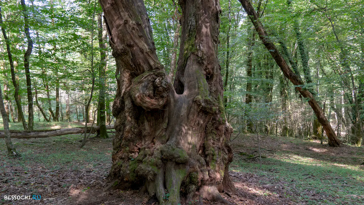 Каньоны Псахо