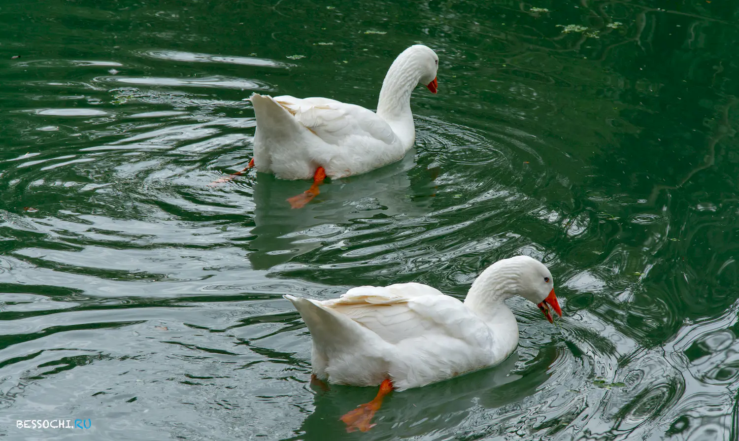 парк Южные культуры