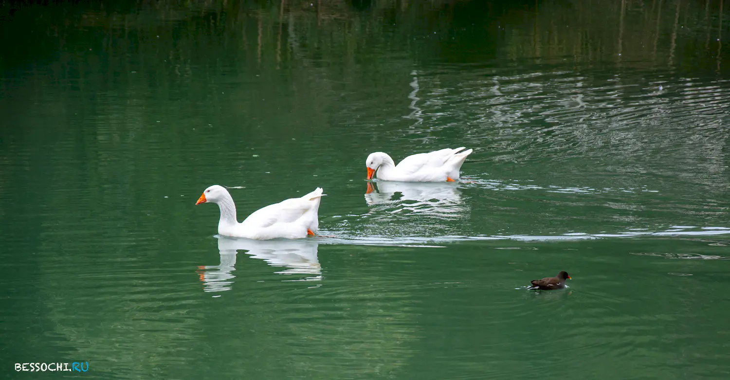парк Южные культуры