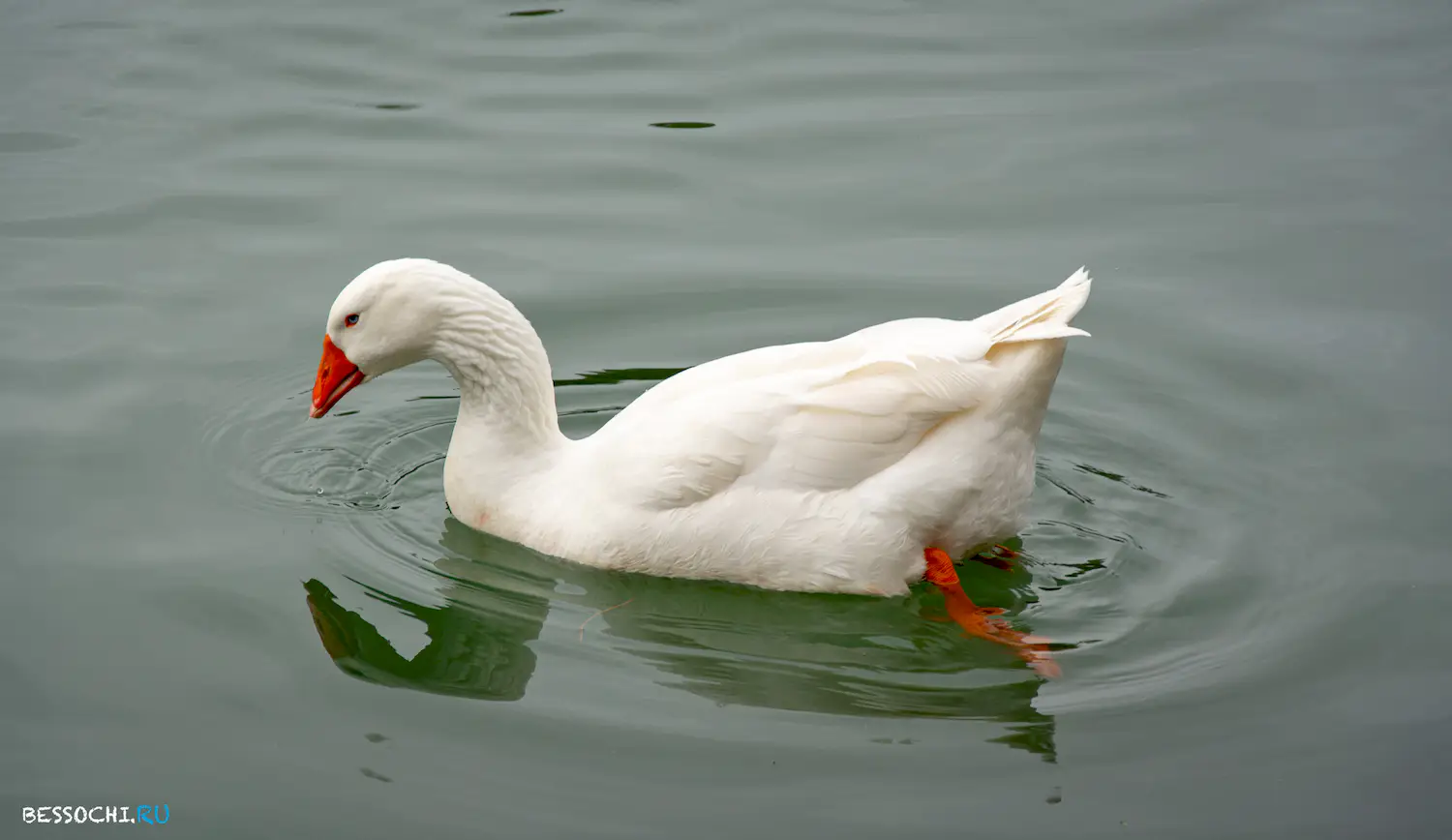 парк Южные культуры