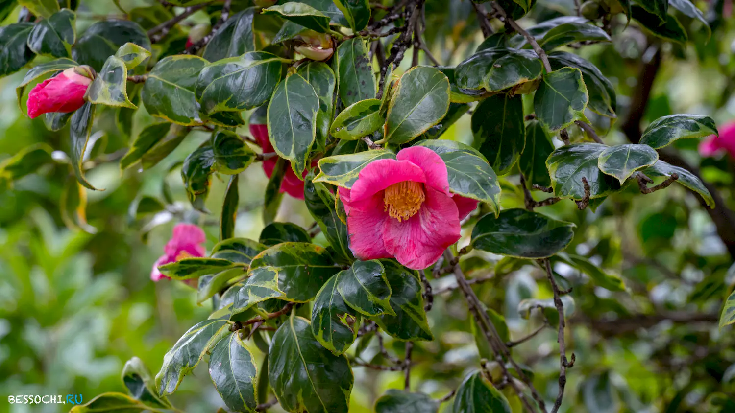 парк Южные культуры