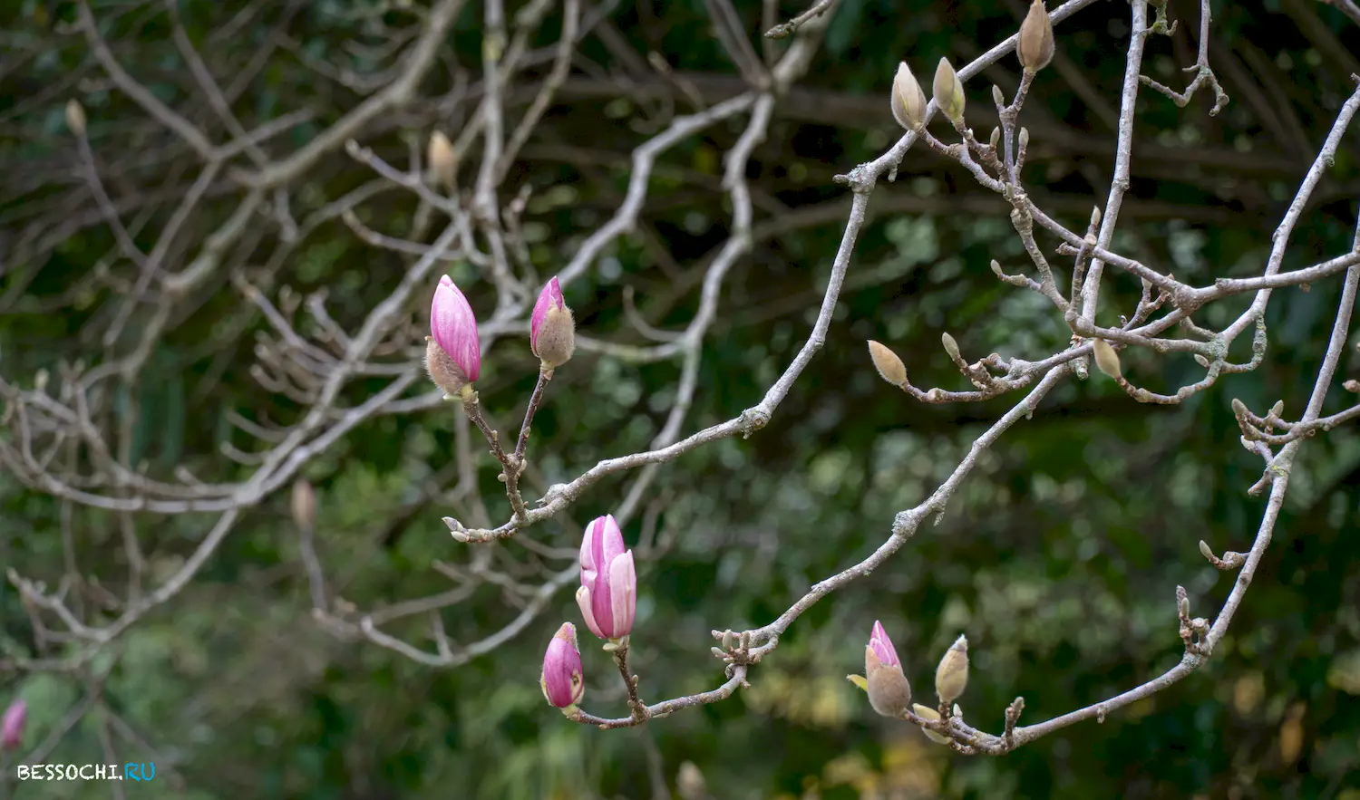 парк Южные культуры