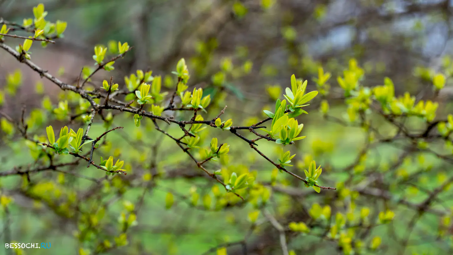 парк Южные культуры