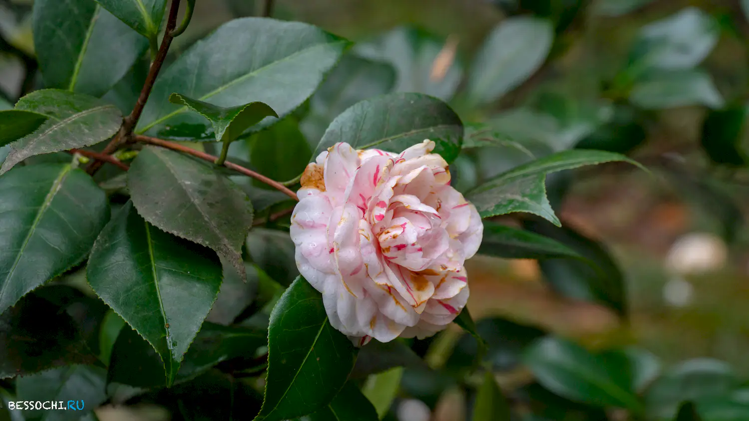 парк Южные культуры