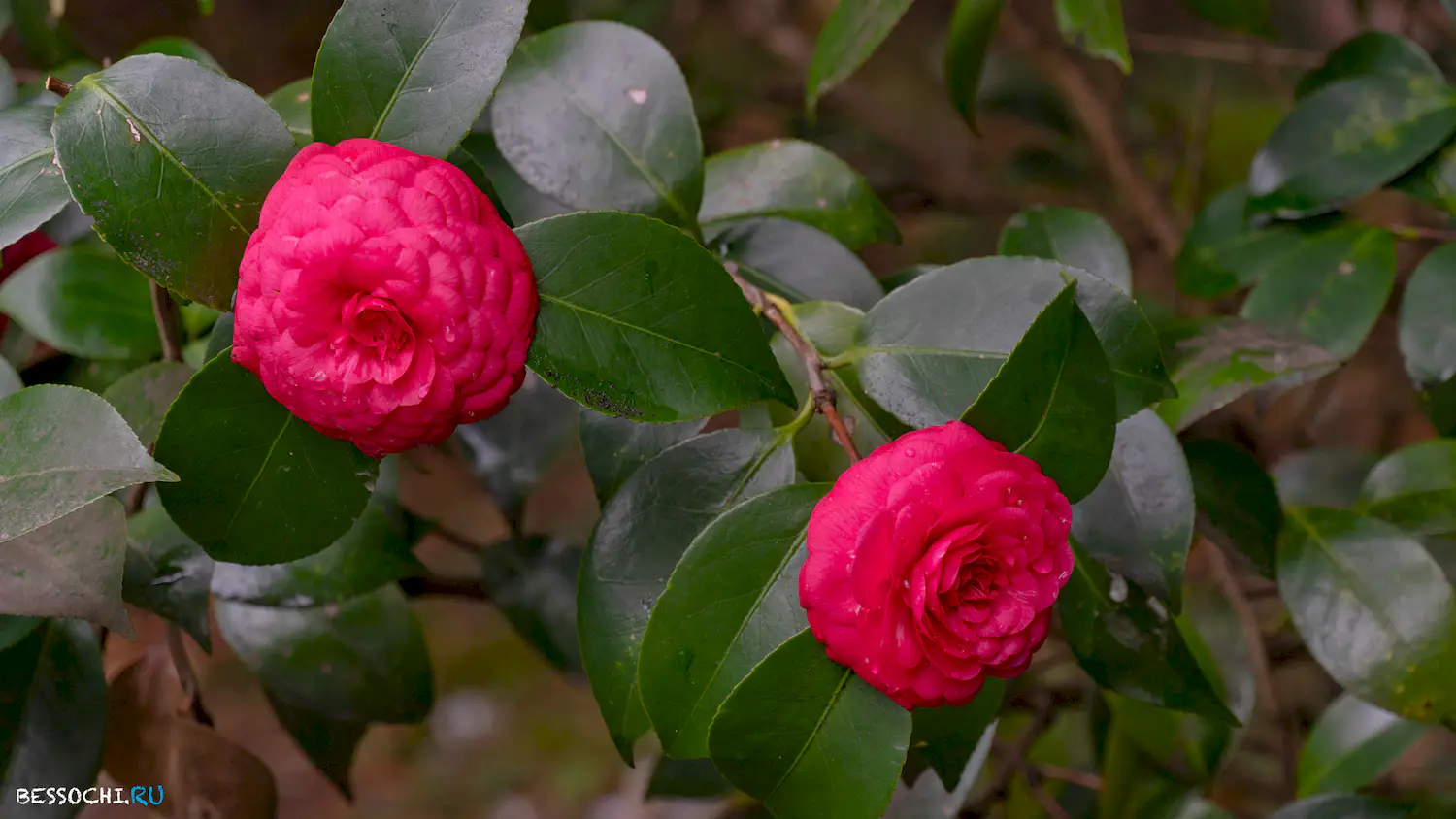 парк Южные культуры