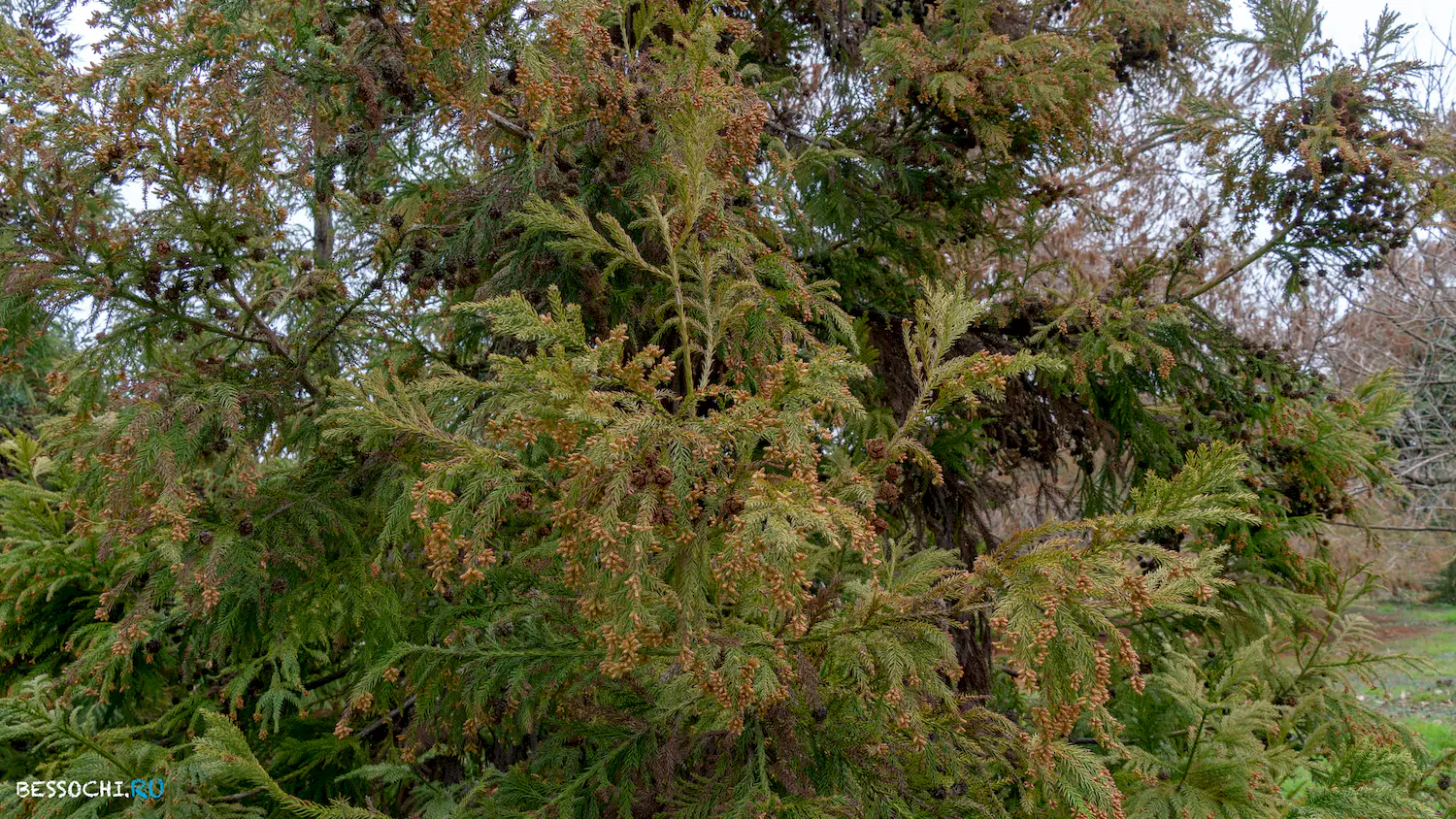 парк Южные культуры