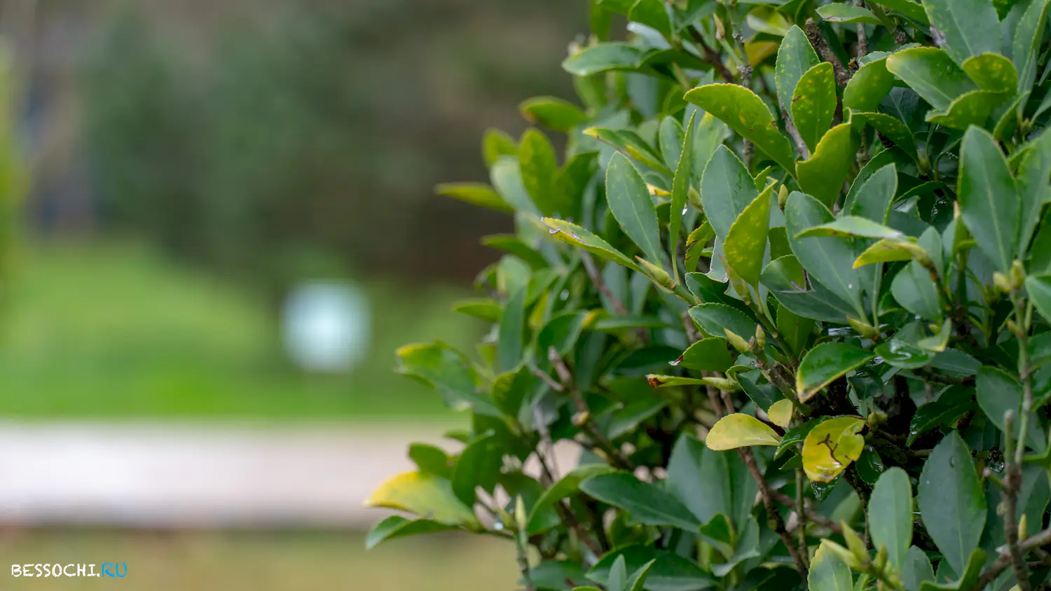 парк Южные культуры