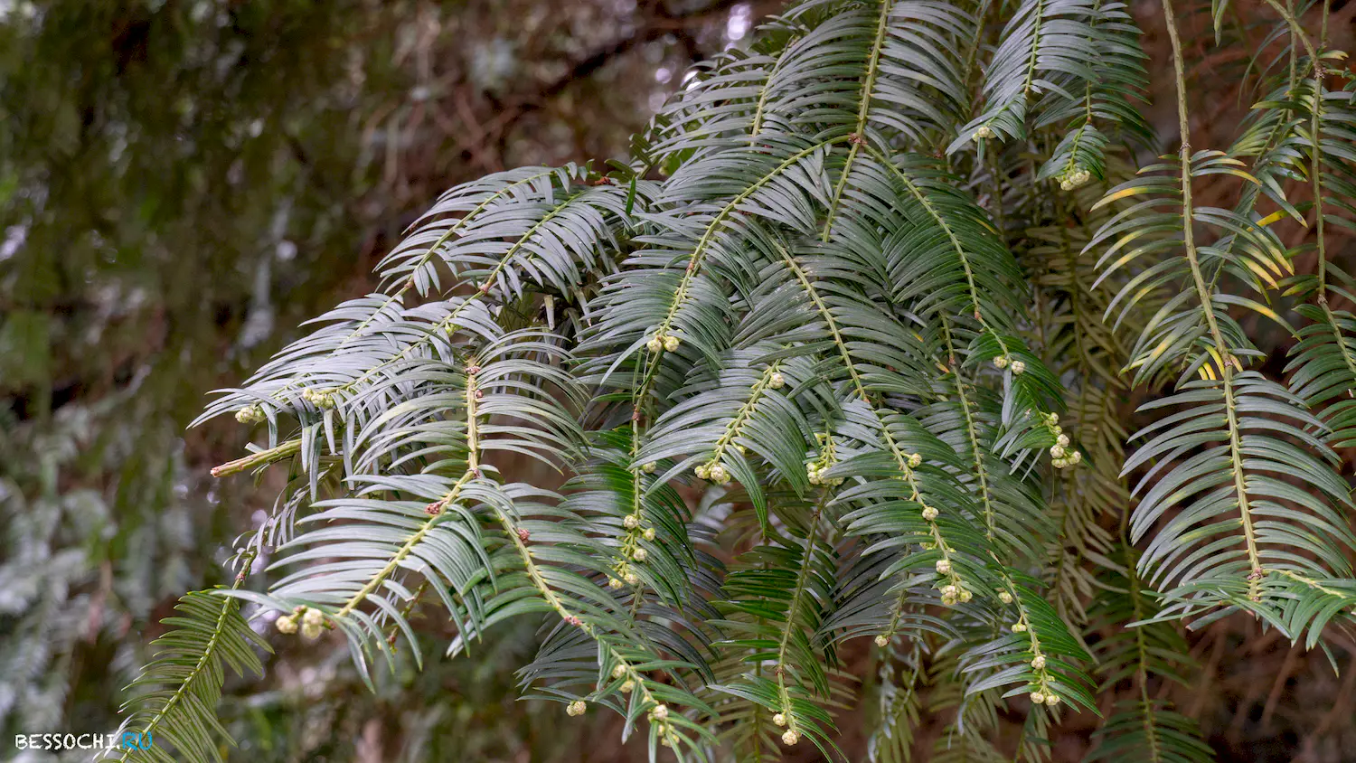 парк Южные культуры
