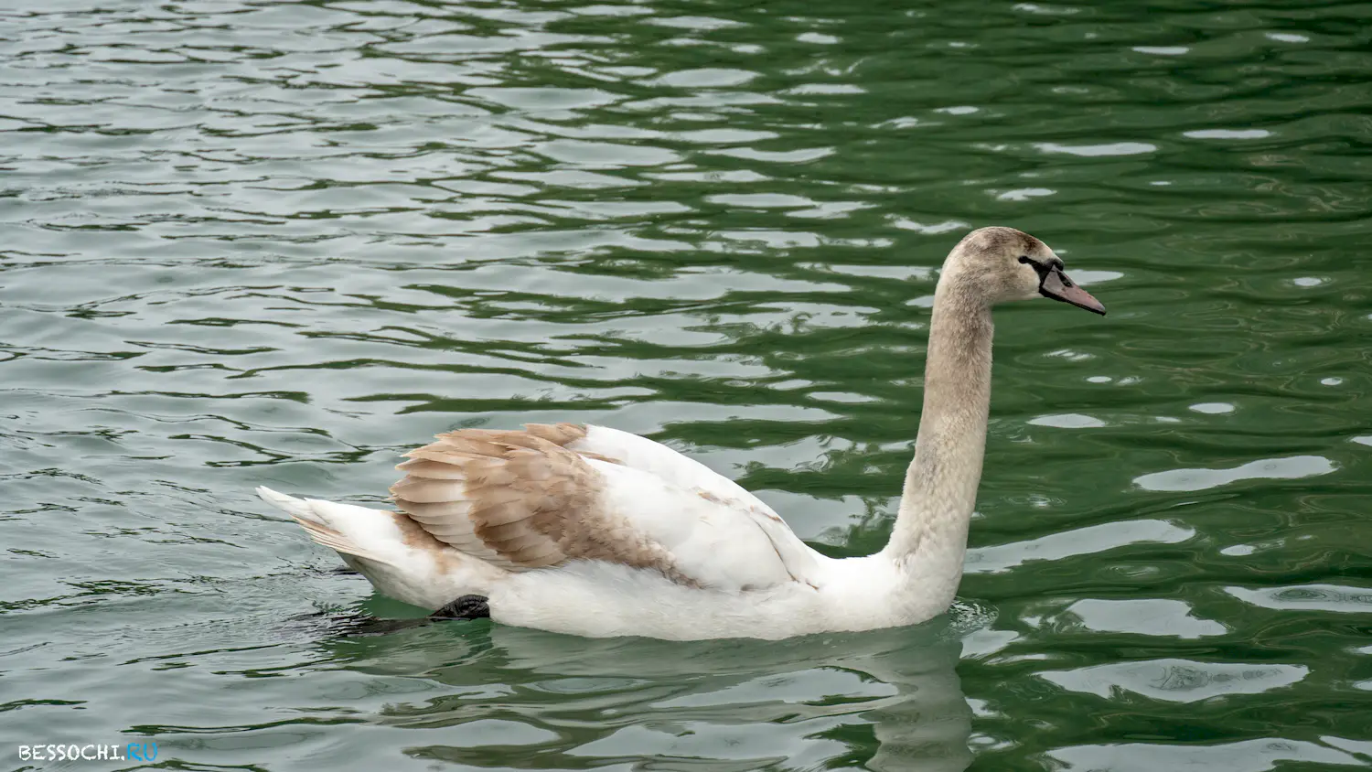 парк Южные культуры