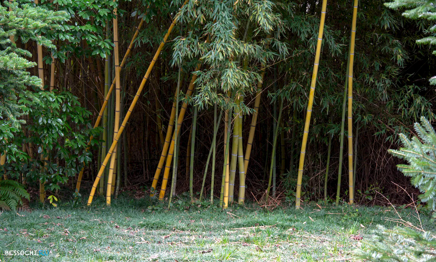 парк Южные культуры