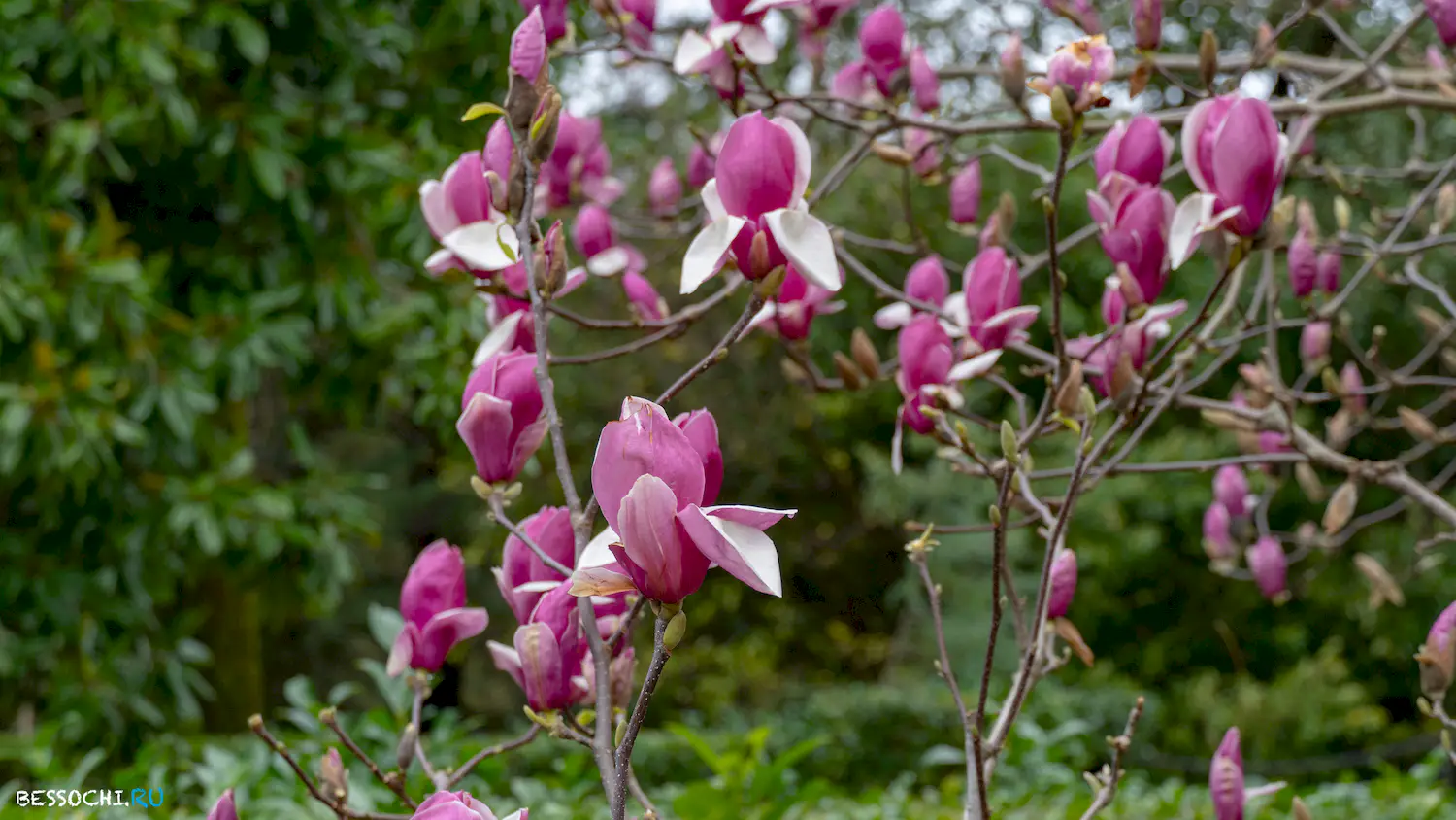 парк Южные культуры