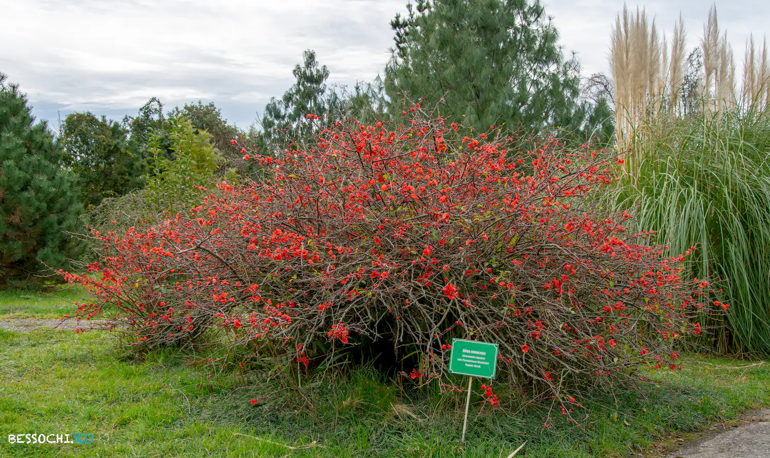 парк Южные культуры