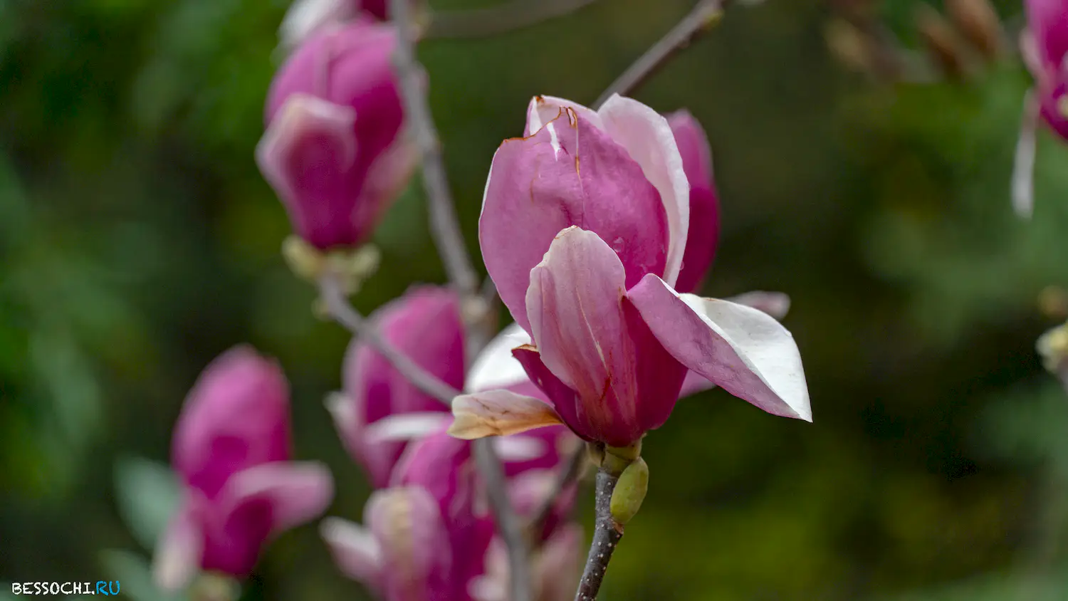 парк Южные культуры