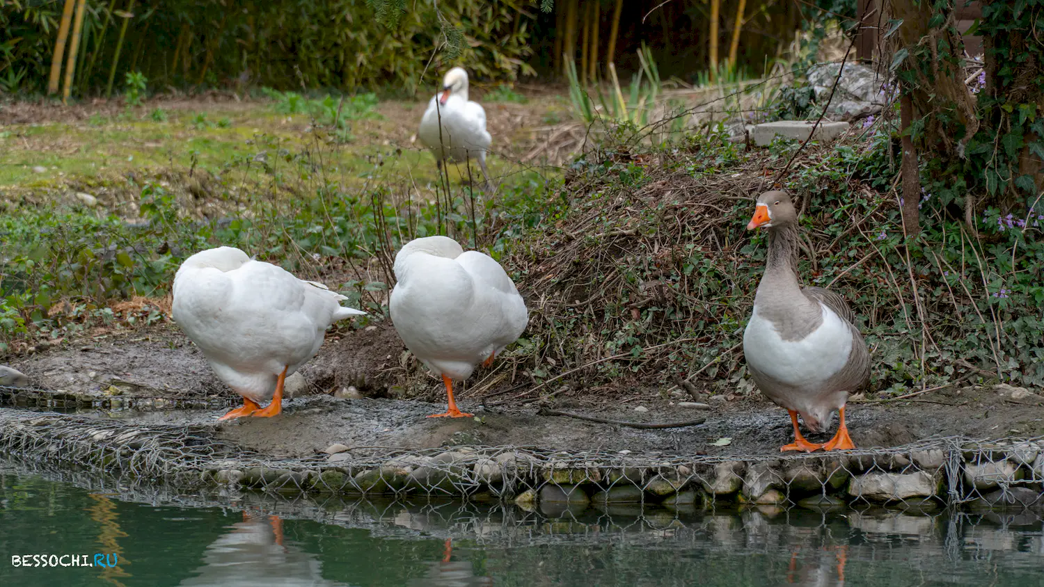 парк Южные культуры
