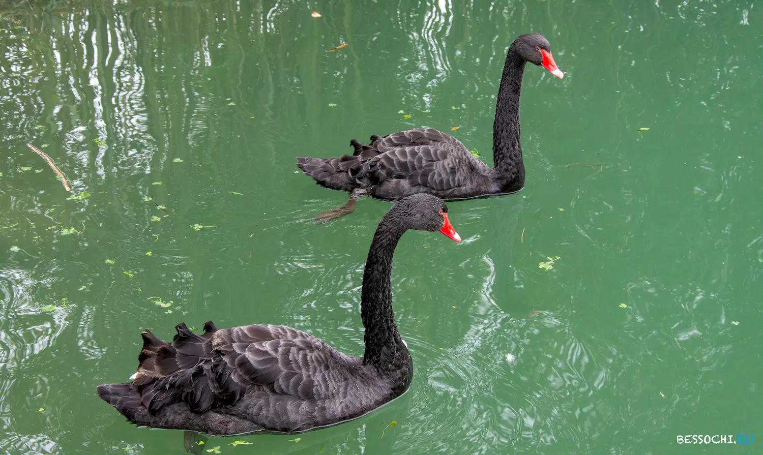 парк Южные культуры