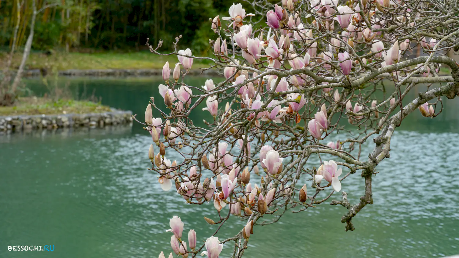 парк Южные культуры