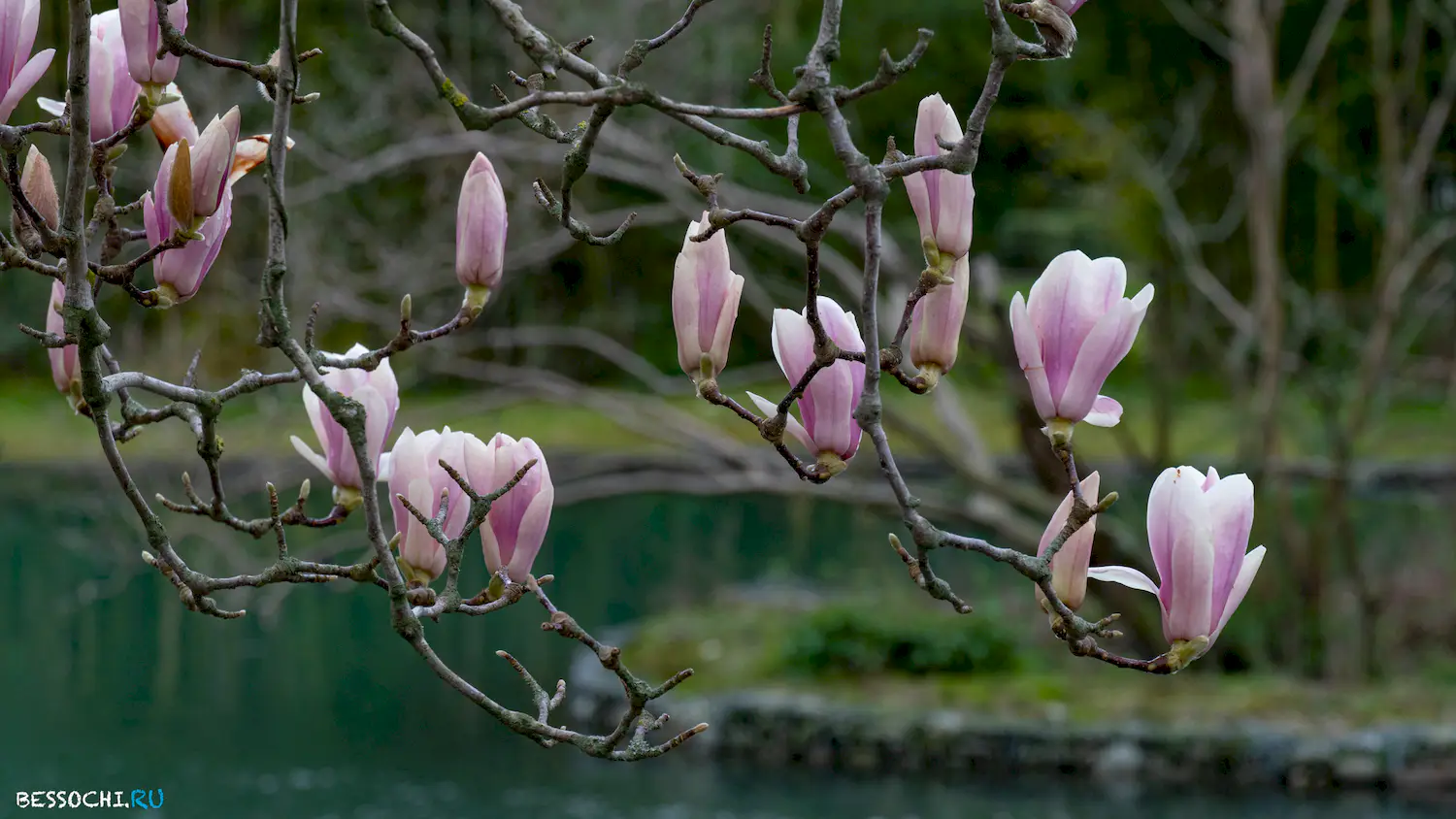парк Южные культуры