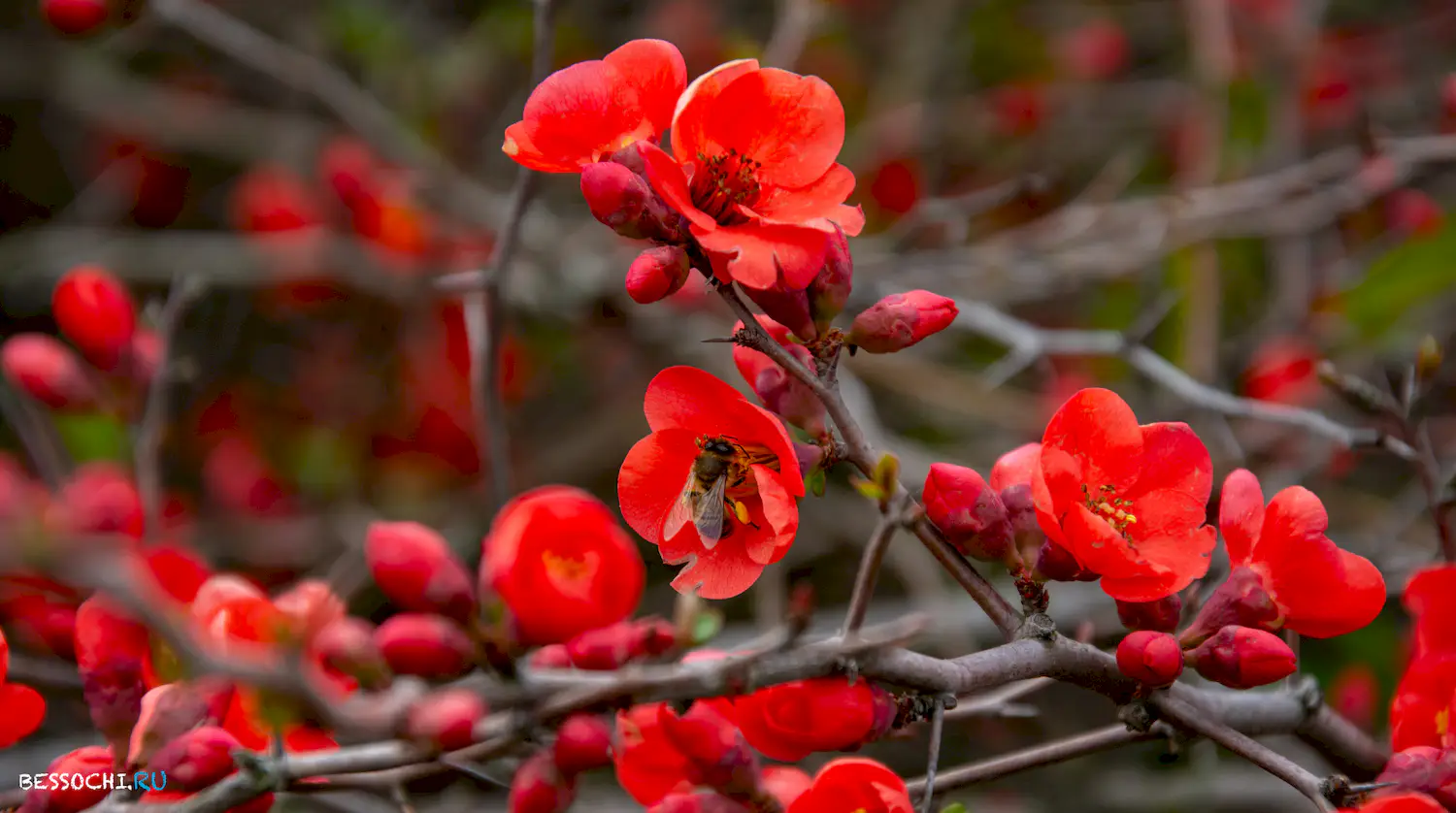 парк Южные культуры