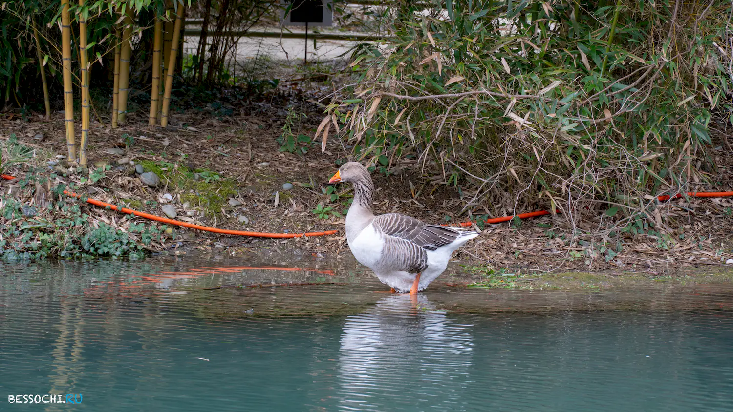 парк Южные культуры