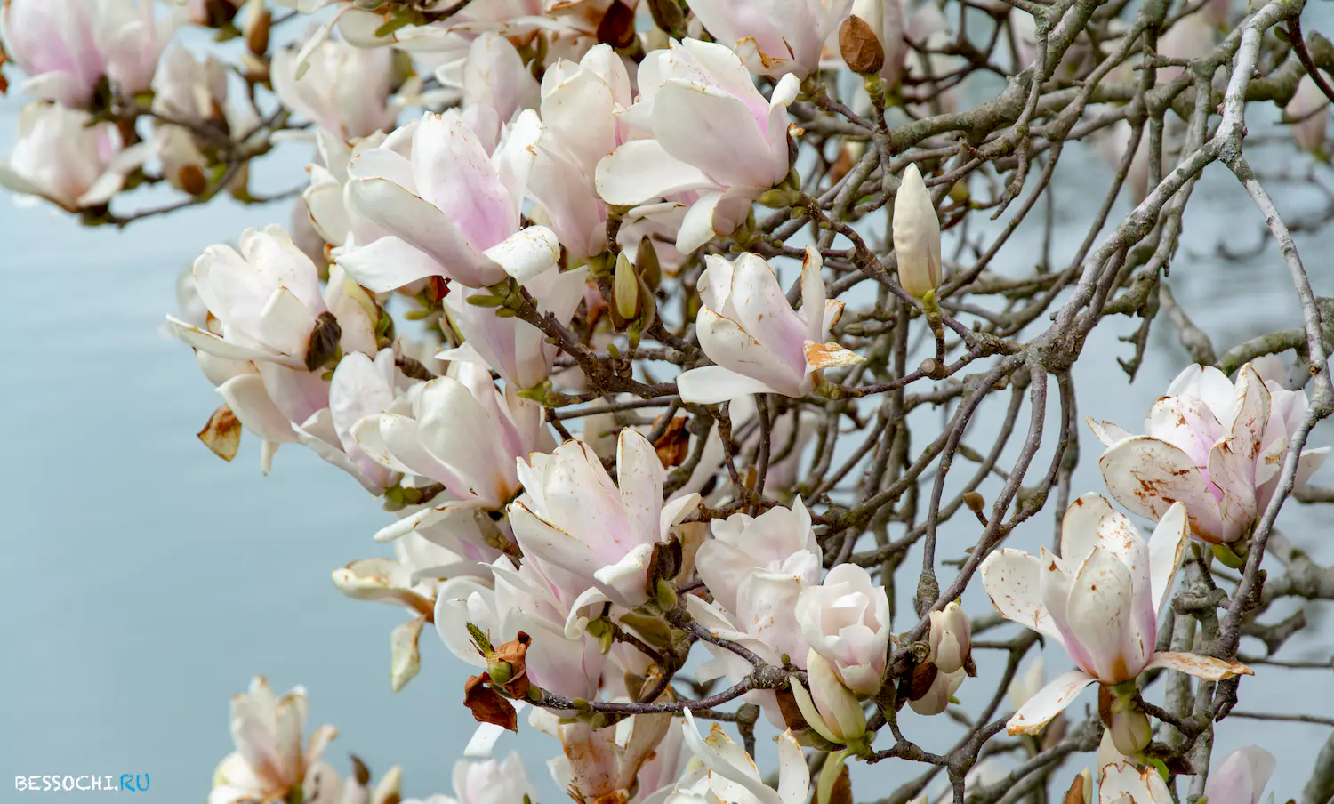 парк Южные культуры