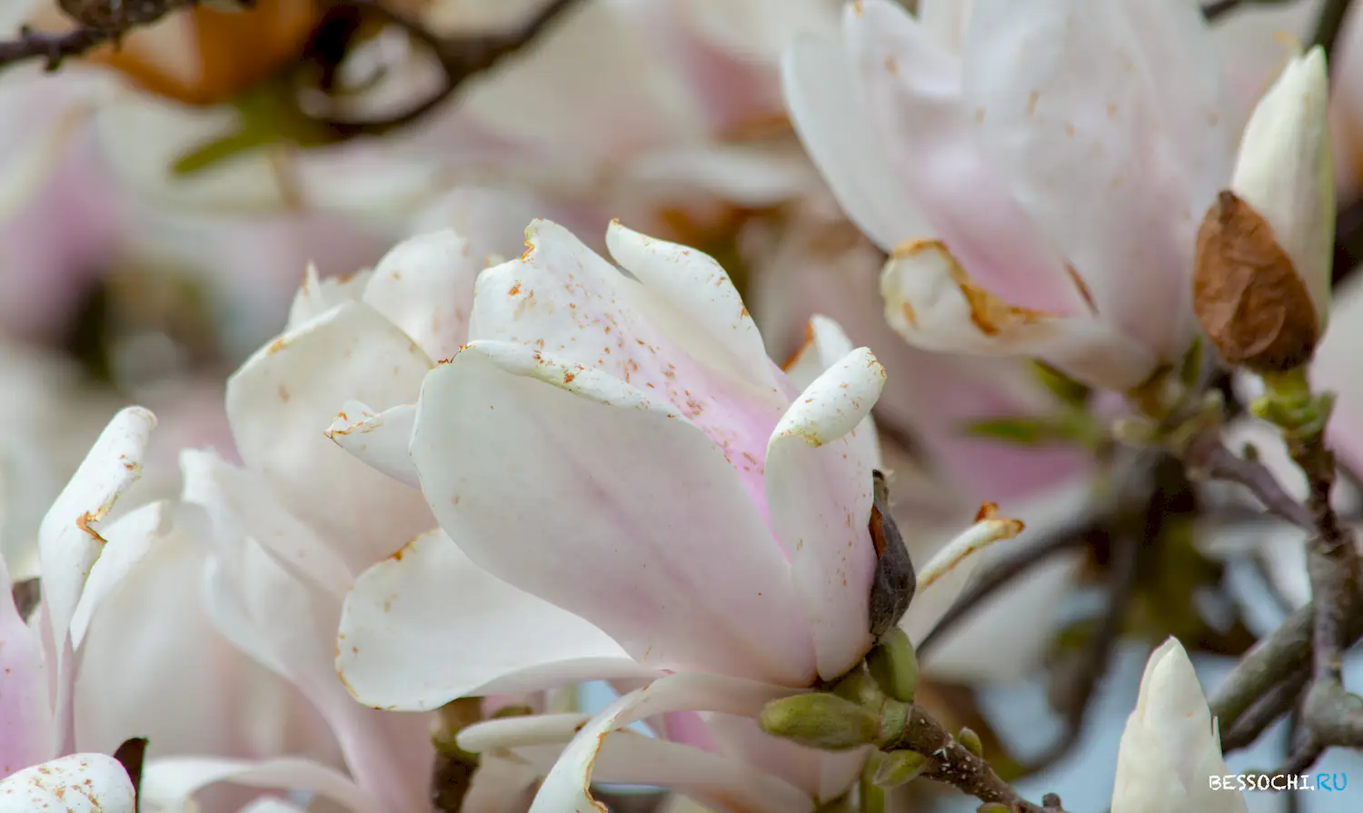 парк Южные культуры