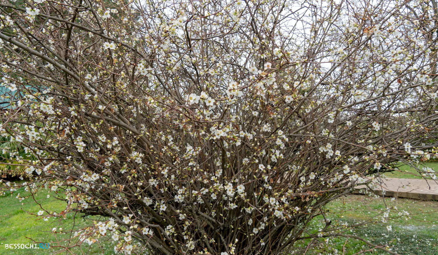 парк Южные культуры